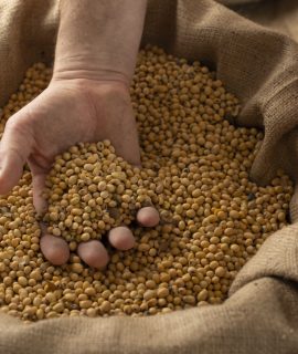 Caucasian male showing soybeans in his hands over burlap sack