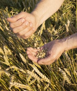 Fields of wheat, rye. Fresh young unripe juicy spikelets of wheat, rye close-up. Oats, rye, barley, summer harvest close-up. The problem of world food security.